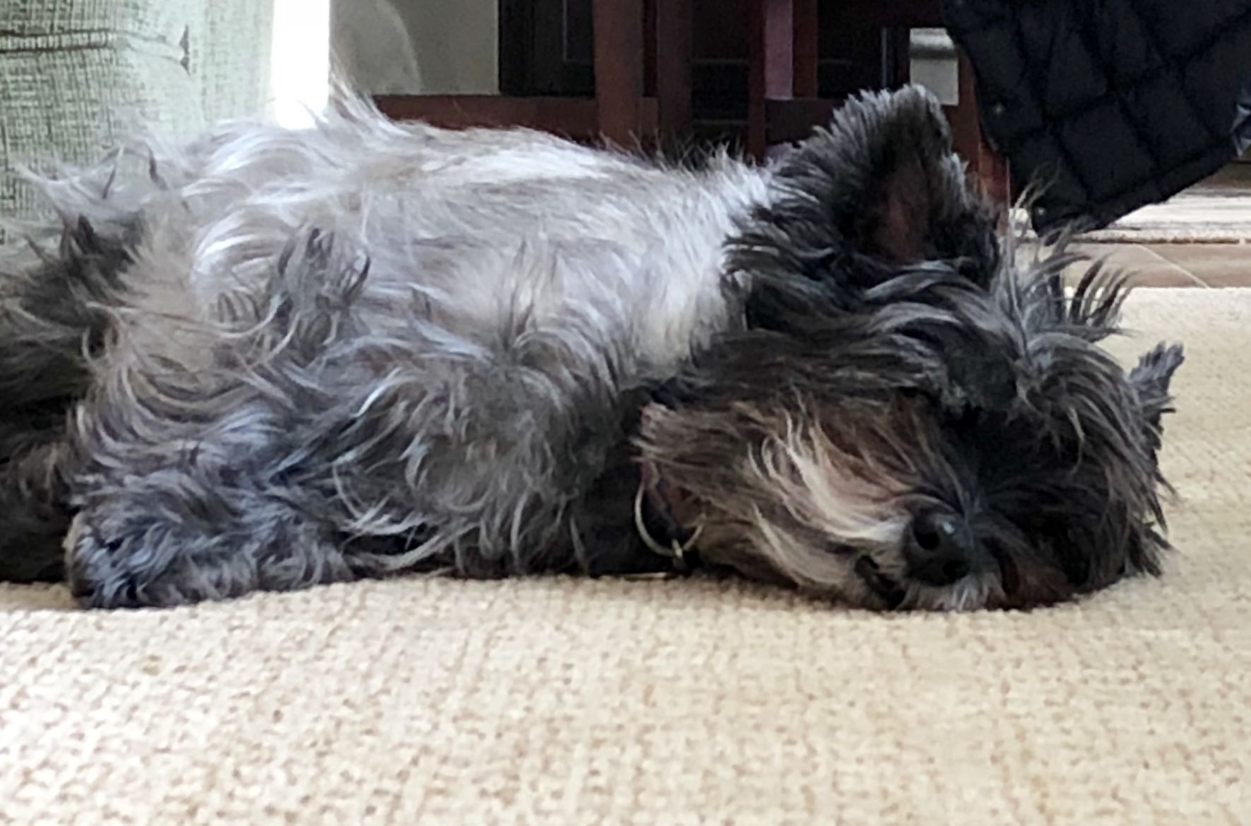 The Times Cutest Pets of Winter 2018